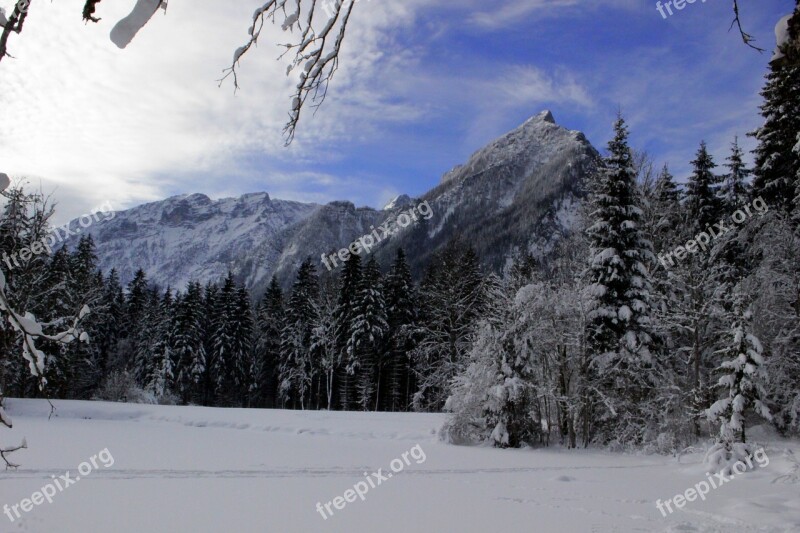 Forest Wintry Trees Snowy Cold