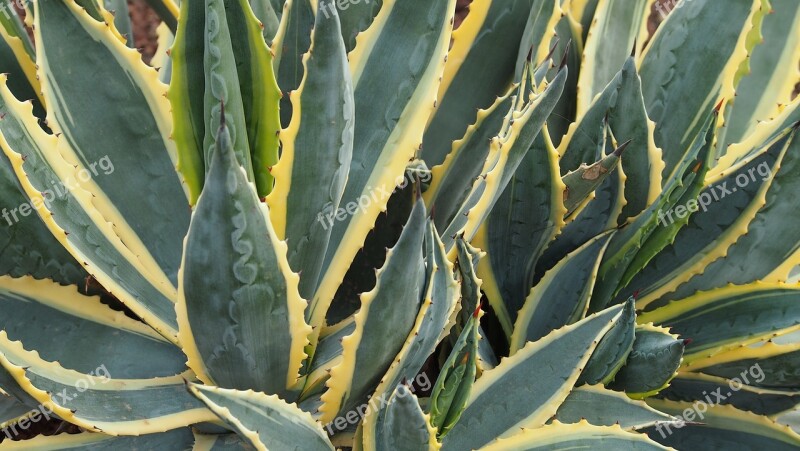 Aloe Vera Fuerteventura Plant Aloe Free Photos