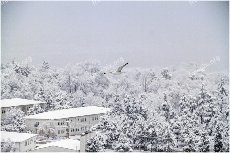 Snow Winter Bird Tree Snow Landscape