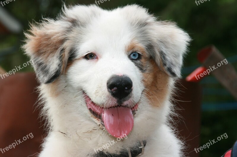 Australia Shepherd Puppy Portrait Dog Free Photos