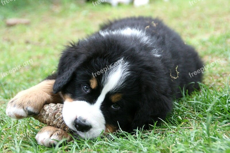 Bernese Mountain Dog Puppy Close Up Berner Free Photos