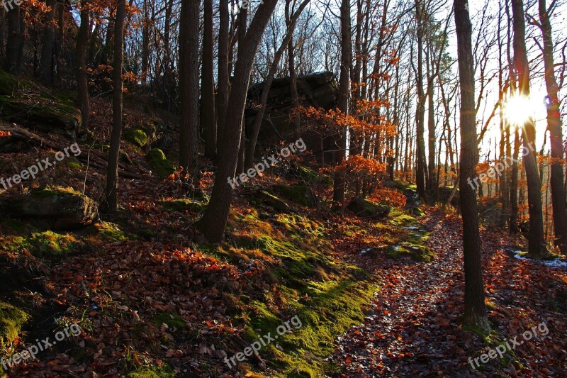 Forest Trees Nature Landscape Autumn Forest