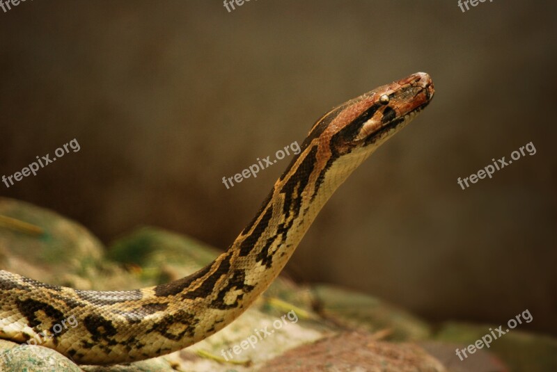 Python Snake Reptile Wildlife Skin