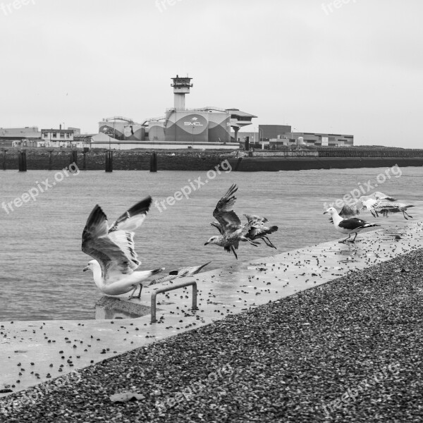 Water Bank Port Maritime Birds