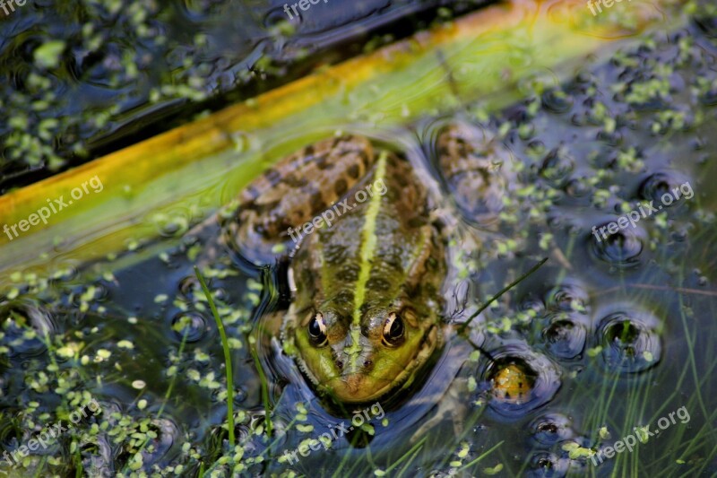 Frog Pond Summer Gerardo Animal Free Photos