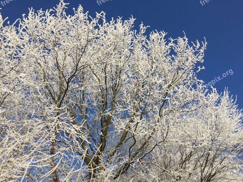 Wintry Frosty Nature Trees Winter Mood