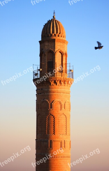 Minaret Cami Bird Pigeon Mardin