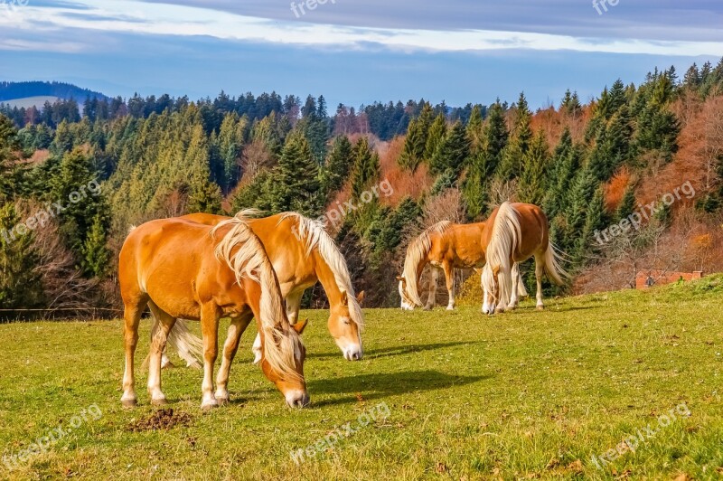 Black Forest Horses Meadow Way Nature