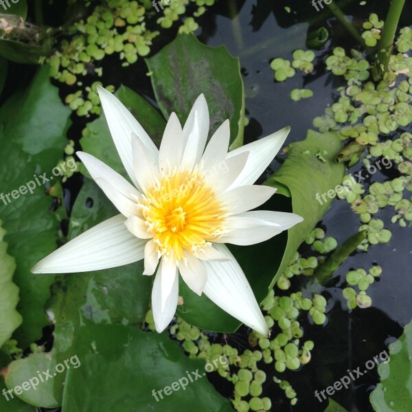 Lotus White Bua Ban Nature Water Plants