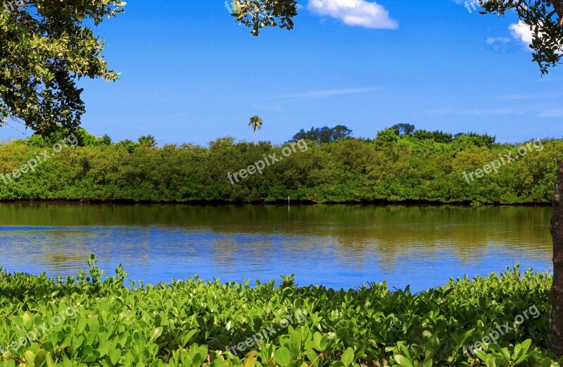 Lake Mangrove Swamp Forest Mangrove Tampa