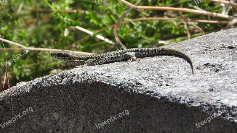 Wall Lizard Podarcis Muralis Lizard Alsace Free Photos