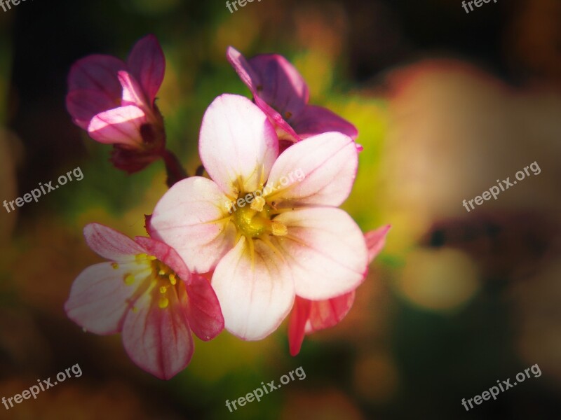 Garden Flowers Summer Nature Flower