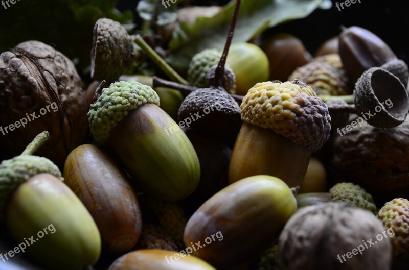 Autumn Acorn Nature Forest Branch