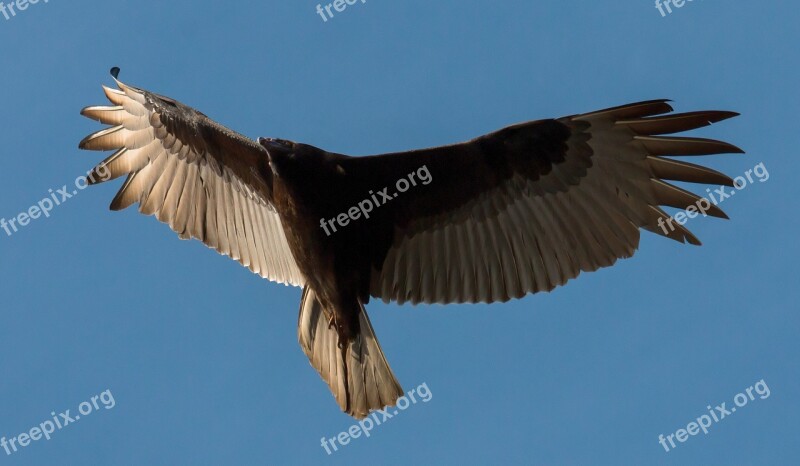 Turkey Buzzard Buzzard Bird Scavenger Vulture