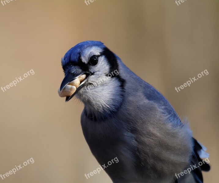 Blue Jay Bird Eating Peanuts Beak