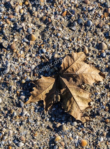 Leaf Sand Shadow Clams Light