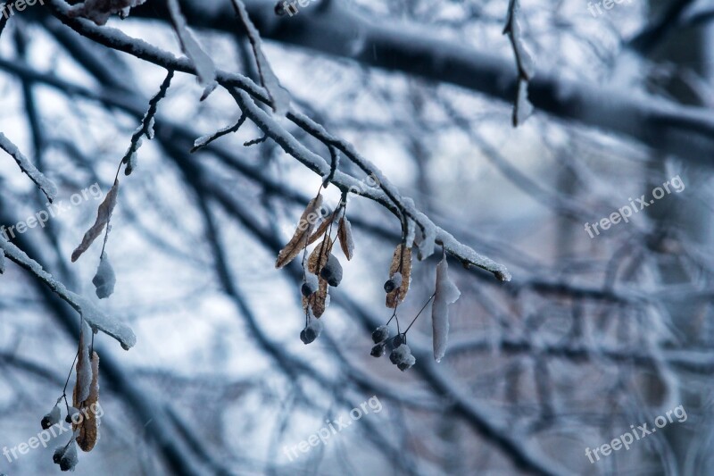 Casey Leaf Snow Ice Trees