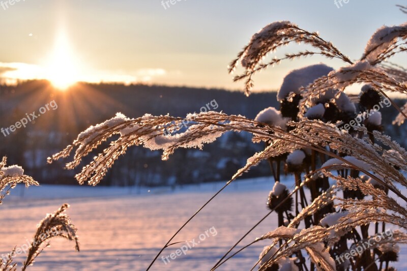 Grasses Winter Snow Cold Frost