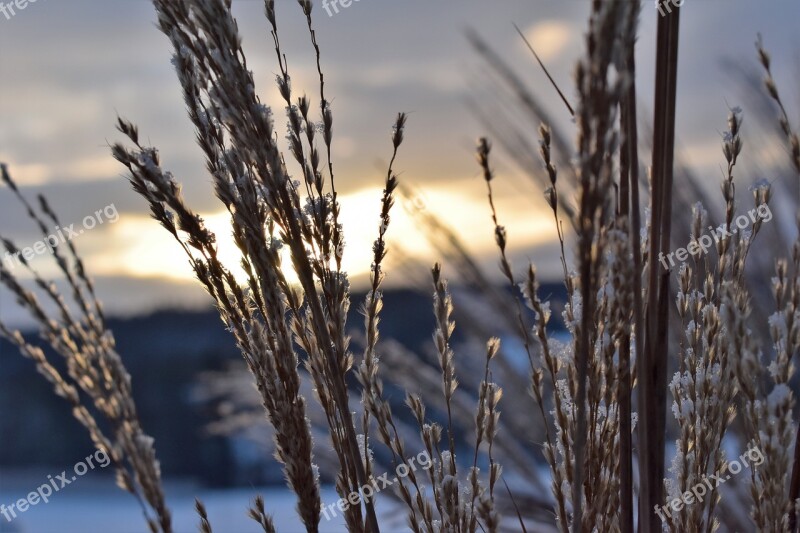 Grasses Winter Snow Cold Frost