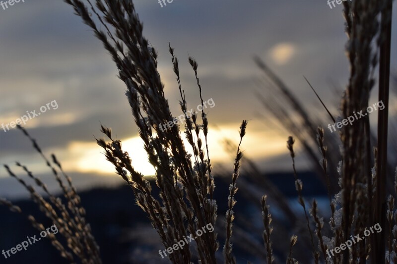 Grasses Winter Snow Cold Frost