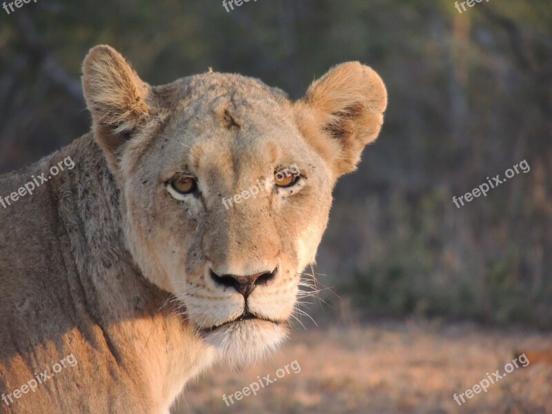 Lioness Safari Animal World Africa Savannah