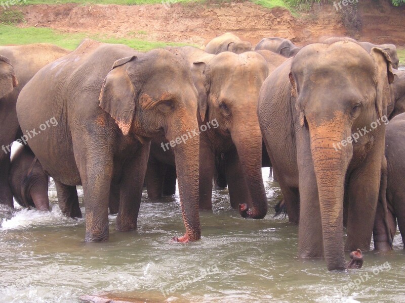 Elephants Sri Lanka Travel Wildlife Ceylon