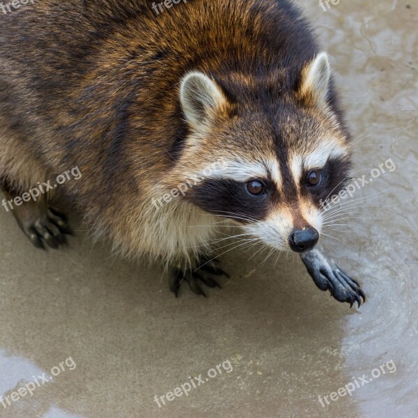 Nature Animal Raccoon View Paw