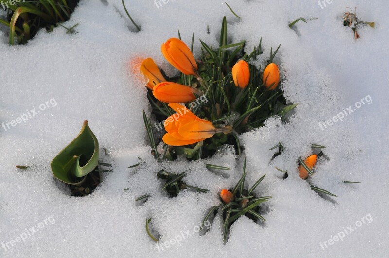 Crocus Spring Snow Icy Signs Of Spring