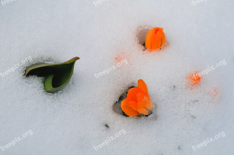 Crocus Tulip Spring Snow Icy