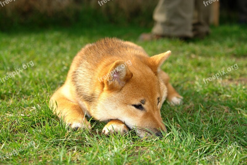 Shiba Inu Inu Dog Close-up Nature Puppy