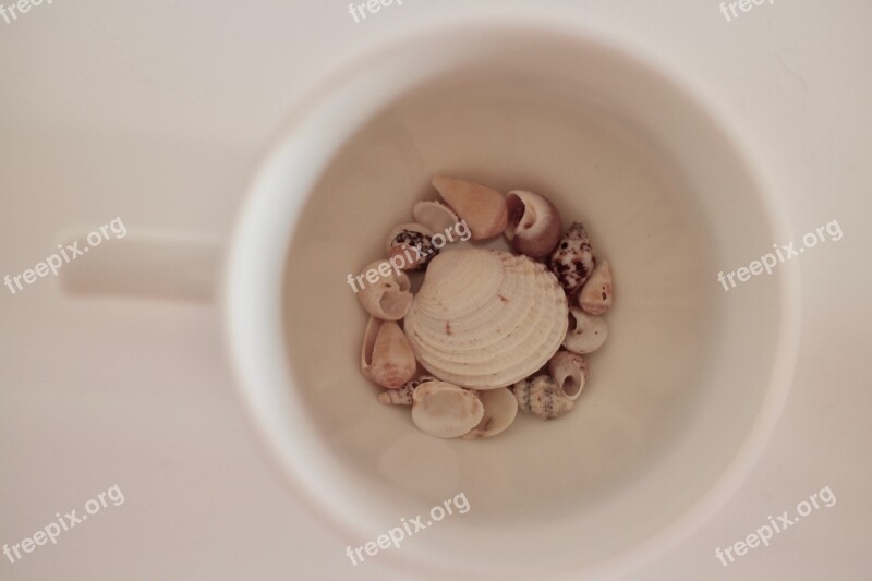 Cup Shells Sea Sand Italy