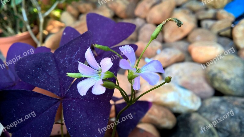 Purple Oxalis Flower Blossom Blooming