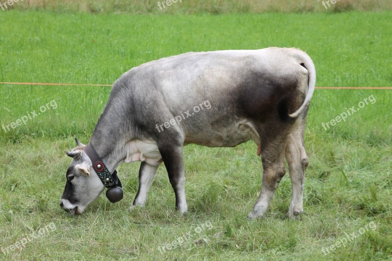 Cow Mountain Pasture Prato Cowbell