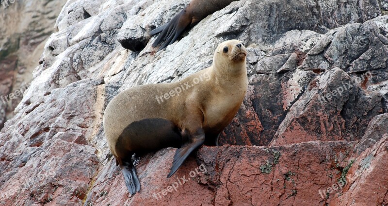 Sea Lions Ballestas Islands Paracas Peru Sea