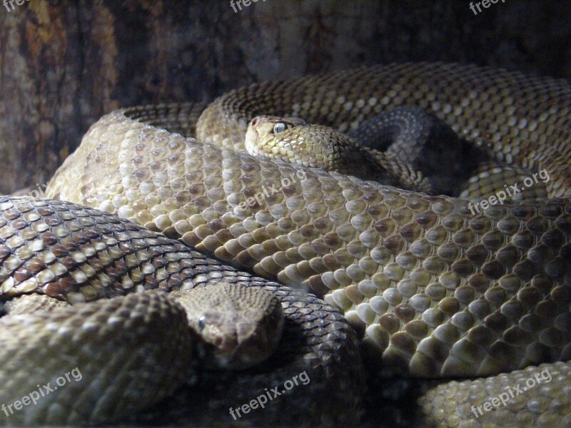 Rattlesnake Be Snake Skin Reptile