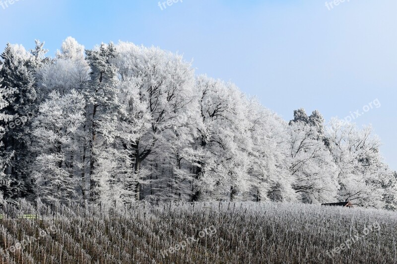 Snow Forest Landscape Winter Snow Landscape