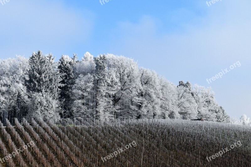 Snow Forest Landscape Winter Snow Landscape