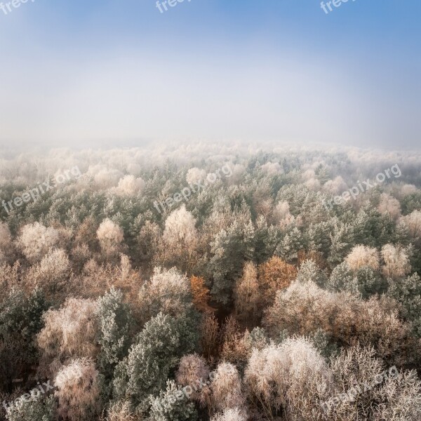 Landscape Forest Trees Woods Winter