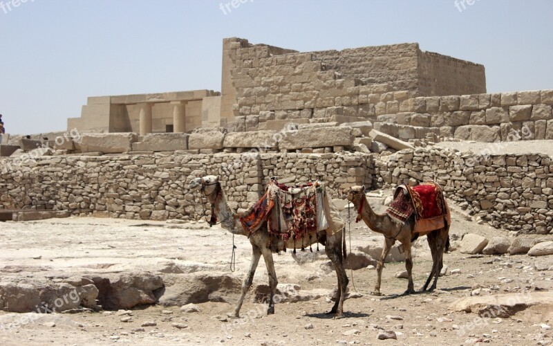 Egypt Cairo Eastern Pyramid Camel Camels