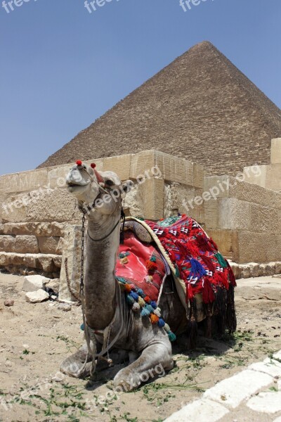 Egypt Cairo Eastern Pyramid Camel Arabic