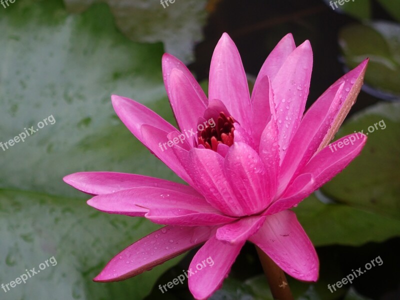 Lotus Early In The Morning Dew Pink Free Photos