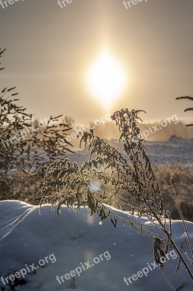 Winter Cold Plant Snow Wintry