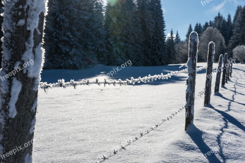 Winter Cold Fence Ice Forest