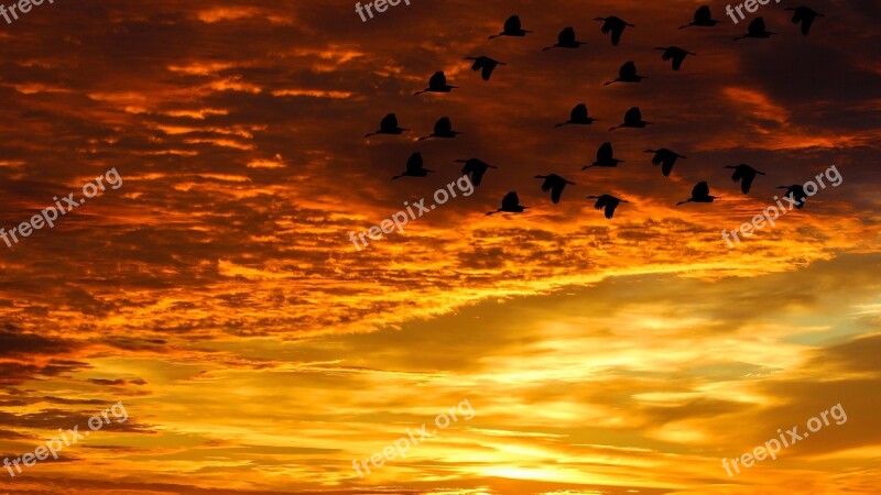 Sunset Clouds Birds Evening Sky Abendstimmung