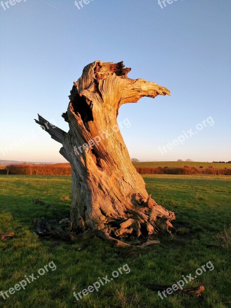 Tree Tree Trunk Dead Alone Lightning