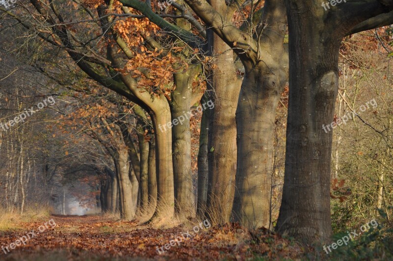 Landscape Plant Forest Autumn Mood Emerge