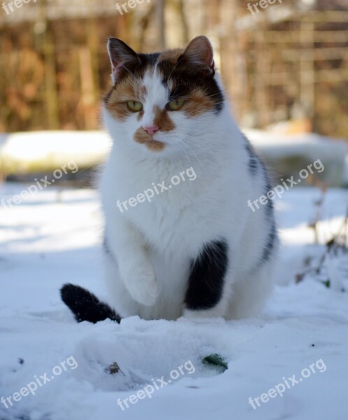 Cat Snow Winter Frozen Outdoors