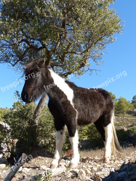 Horse Colt Montsant Montsant Natural Park Nature