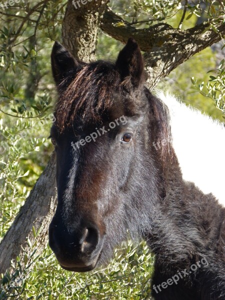 Horse Colt Montsant Montsant Natural Park Nature