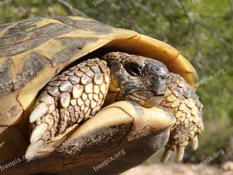 Mediterranean Tortoise Turtle Protected Species Montsant Natural Park Free Photos